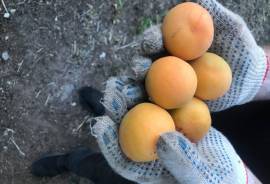 Дома, дачи, коттеджи, Продам