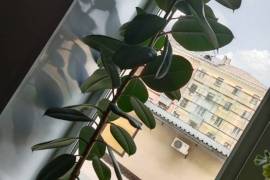 Продам фикус.