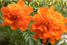 Семена бархатцев оранжевый 