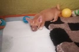 Продам Продам